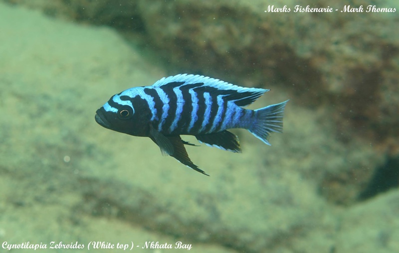Cynotilapia zebroides 'Nkhata Bay'